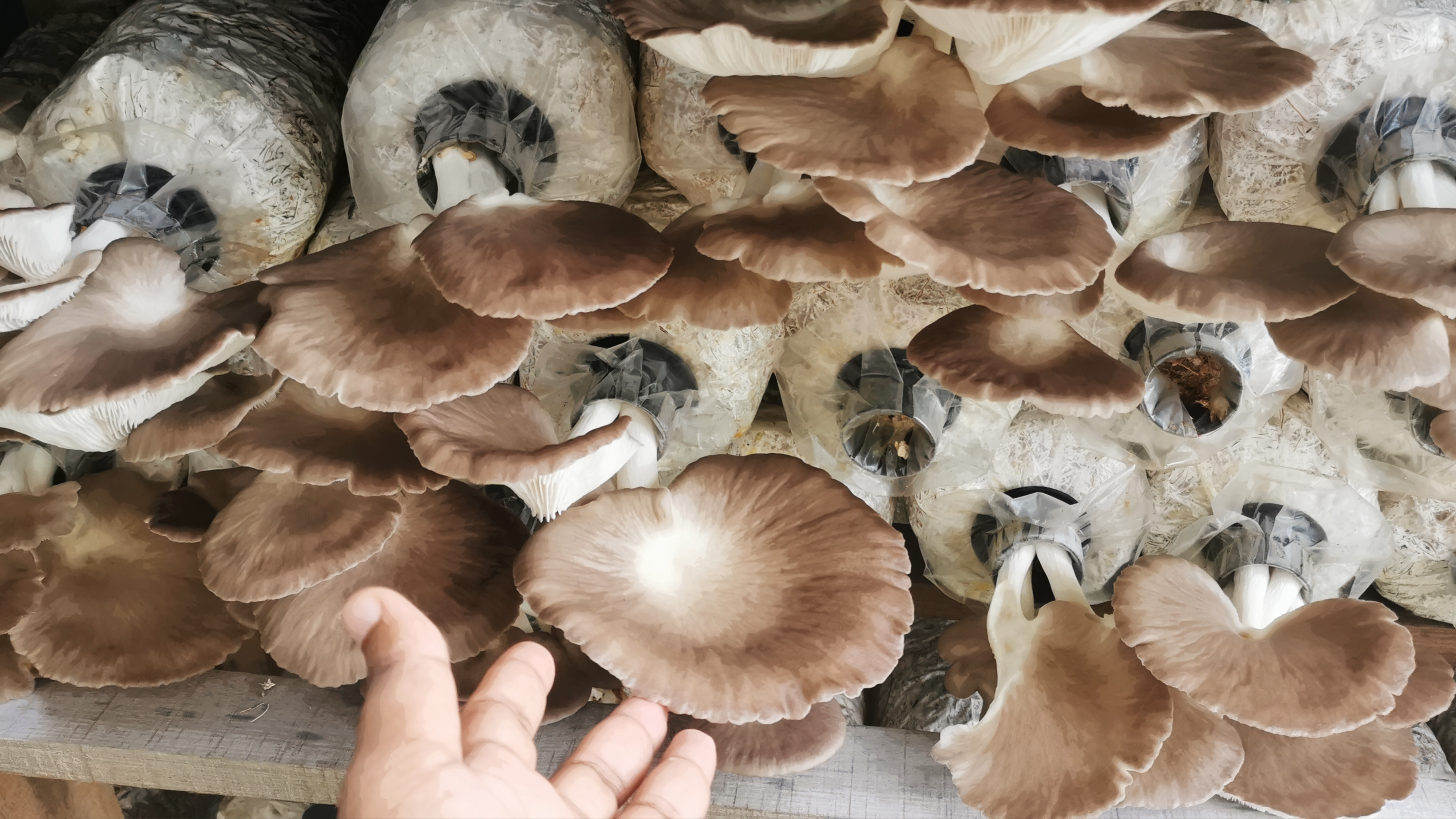Grey oyster mushroom production course
