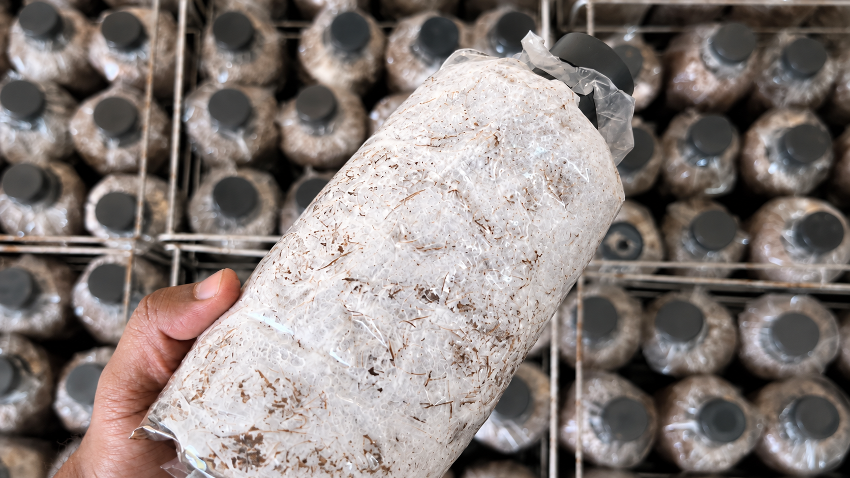 Mushroom cultivation course image 2